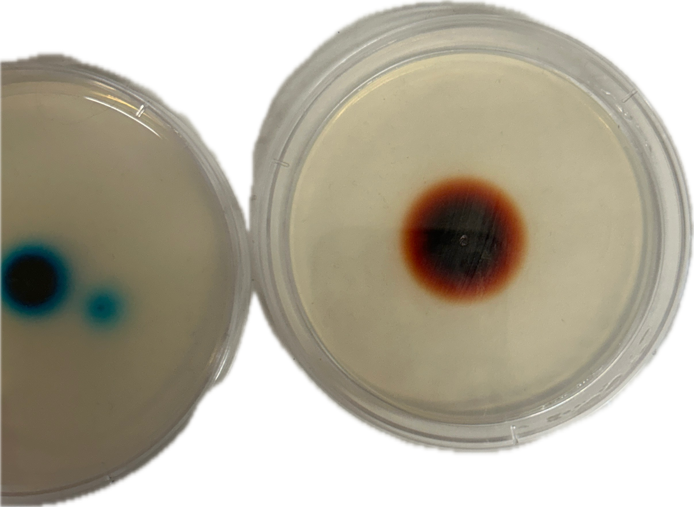 <p>Would  this contain a higher or lower rate of diffustion (right)</p>