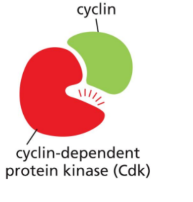 <ul><li><p><span style="background-color: transparent;">Enzymes (kinases) that become active only when bound to a cyclin.</span></p></li><li><p><span style="background-color: transparent;">Once activated, they phosphorylate target proteins, triggering key processes such as DNA replication, mitosis and progression to the next phase of the cycle.</span></p></li></ul><p></p>
