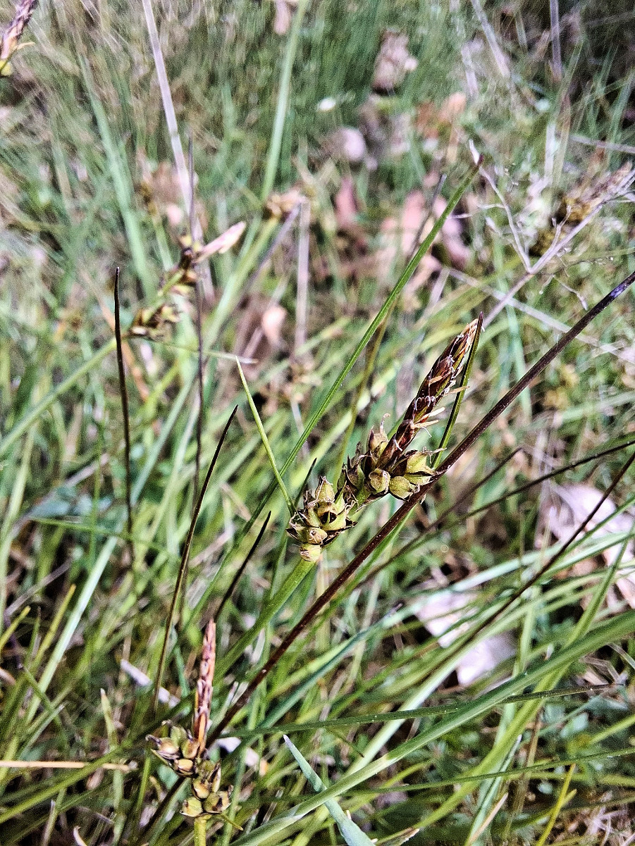 <p>Yellow/green, looks like someone sat on it, stem rough only on the last bit</p>