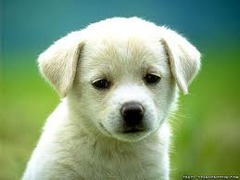 <p>dog</p>