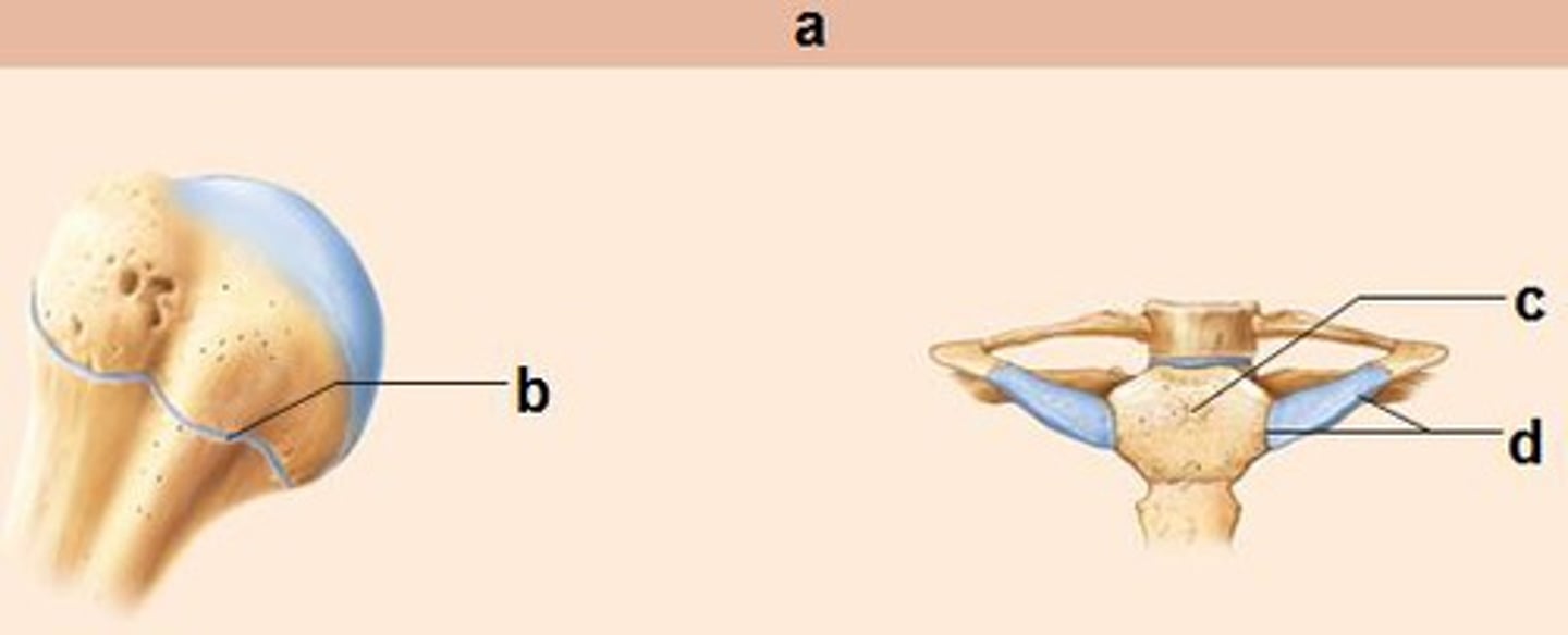 <p>a joint in which the bones are united by hyaline cartilage</p>