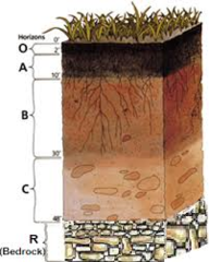<p>Cross-section of all soil horizons in a given area; in order from surface to bedrock O, A, E, B, C, R</p>