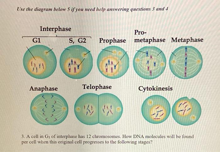 <p>Prophase: Diploid, chromosomes condense and makes sister chromatids visible, spindles form from cytoskeleton from opposite sides of cell, nuclear membrane breaks down.</p><p>Metaphase: Diploid, sister chromatids, meet at the middle, spindle fibers attach to centromere.</p><p>Anaphase: haploid, spindle fibers shorten and pull apart sister chromatids.  The set of chromosomes double in number.</p><p>Telophase: Nuclear membrane forms, chromosomes uncoil, spindle fiber breaks down, cytokinesis starts to pinch the membrane in two. Diploid.</p><p>Cytokinesis: Diploid, cell physically divides, cycles back to G1 phase.</p>