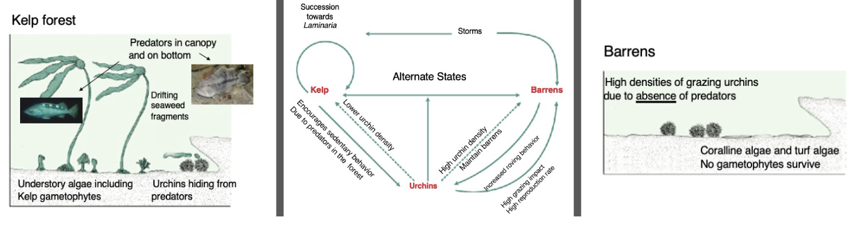 <ol><li><p>sedentary behavior feed primarily on drift kelp</p></li><li><p>active feeding behavior large numbers strip away kelps/ seaweeds leaving urchin barrens </p></li></ol><p></p>
