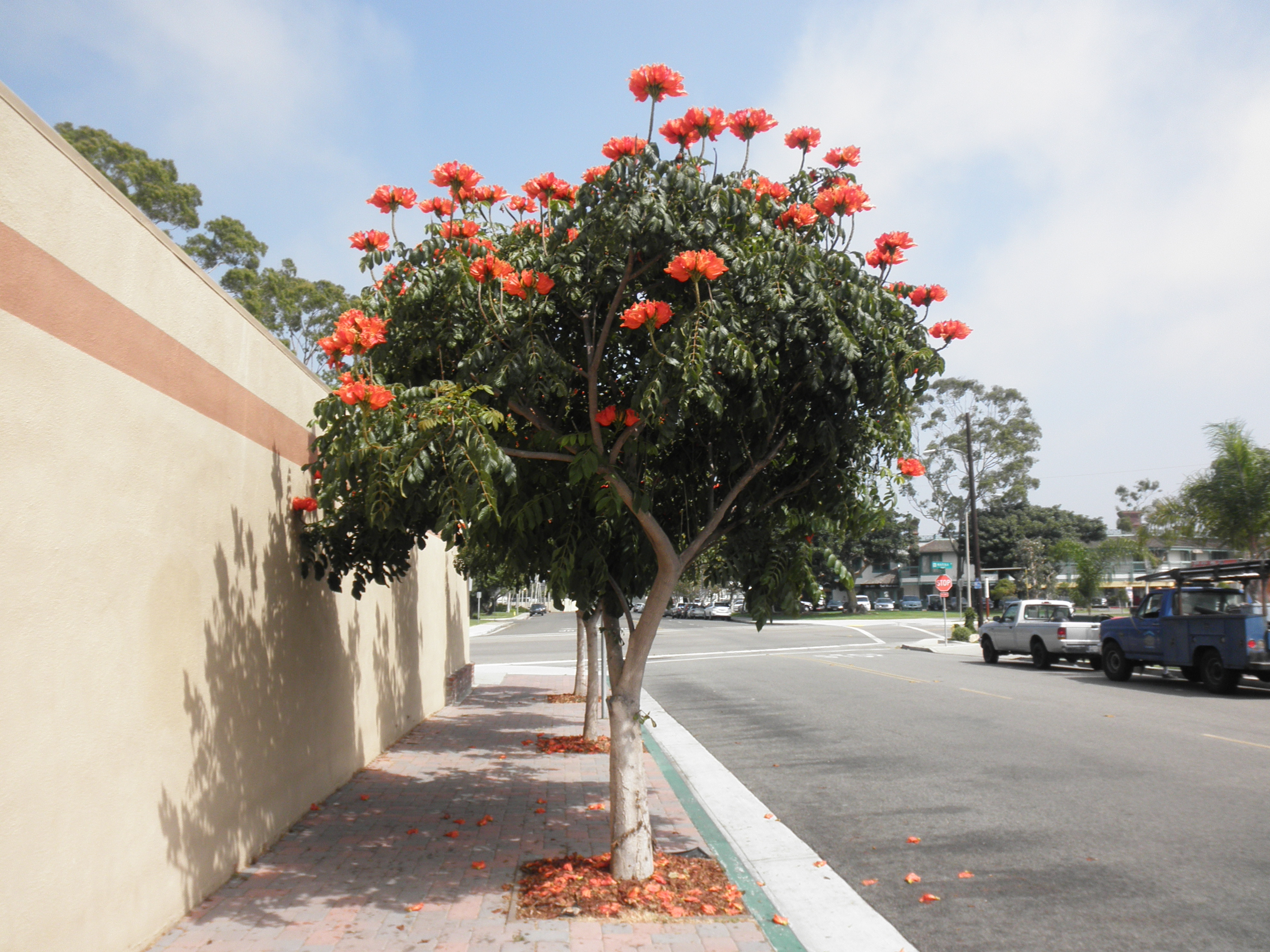 <p>Spathodea campanulata - African Tulip Tree</p>