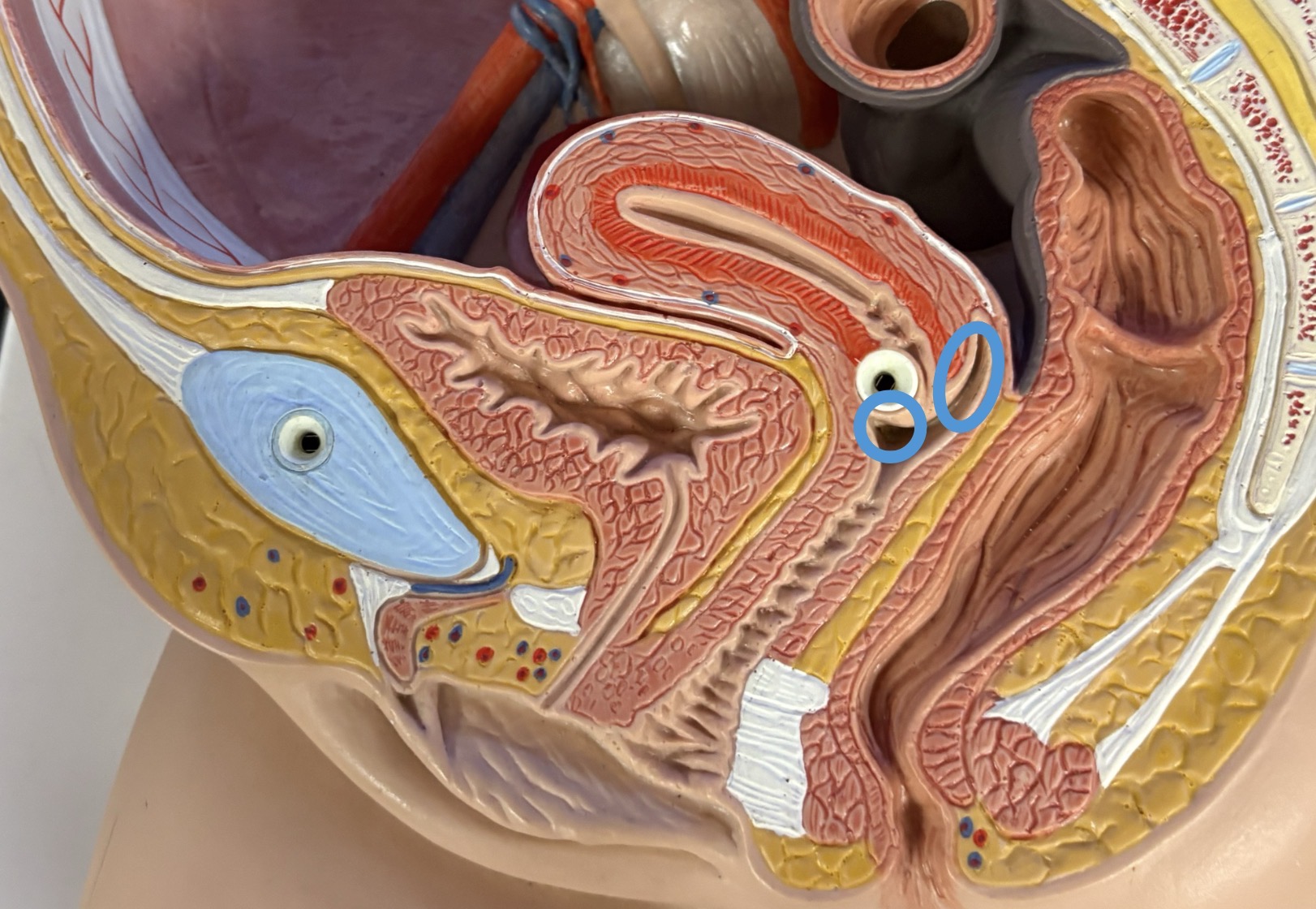 <p>vaginal recess around cervix </p>