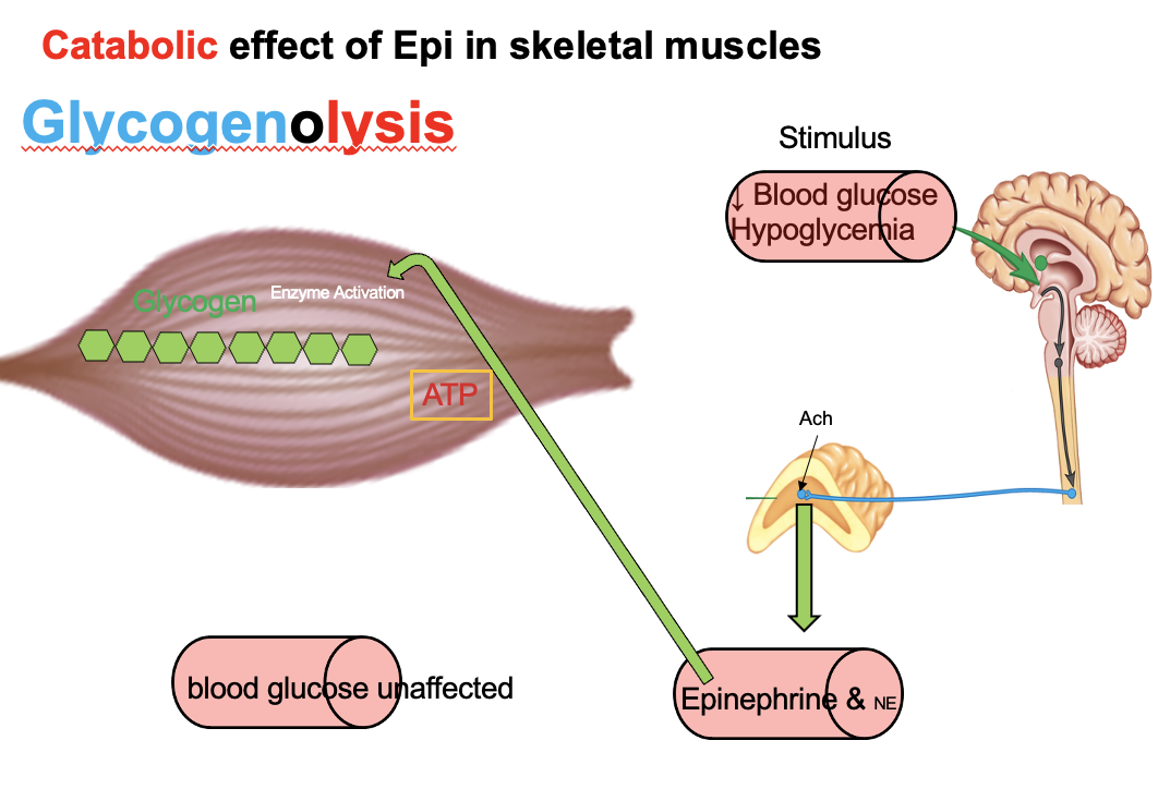 <p>Epinephrine → ↑ glycogenolysis in <strong>liver + skeletal muscle</strong></p><p><strong>Liver:</strong></p><ul><li><p>Has <strong>glucose-6-phosphatase</strong> → converts G6P → free glucose</p></li><li><p>→ releases glucose into blood → ↑ blood glucose</p></li></ul><p><strong>Skeletal muscle:</strong></p><ul><li><p><strong>Lacks glucose-6-phosphatase</strong></p></li><li><p>G6P stays in cell → enters glycolysis → used for local energy</p></li></ul><p>→ Only the <strong>liver</strong> can increase blood glucose levels</p>