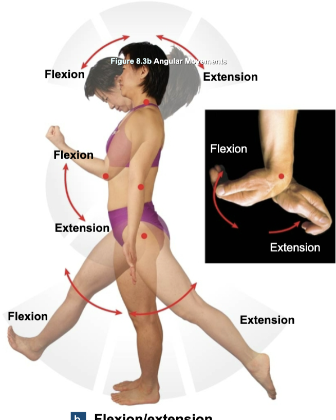 <ul><li><p>Flexion: decreasing joint angle</p></li><li><p>Extension: increasing joint angle</p></li></ul><p></p>