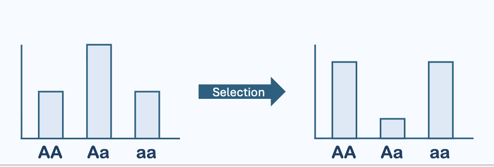 <p><strong><mark data-color="#NaNNaNNaN" style="color: inherit;">Selection against heterozygotes increases homozygotes.</mark></strong></p>