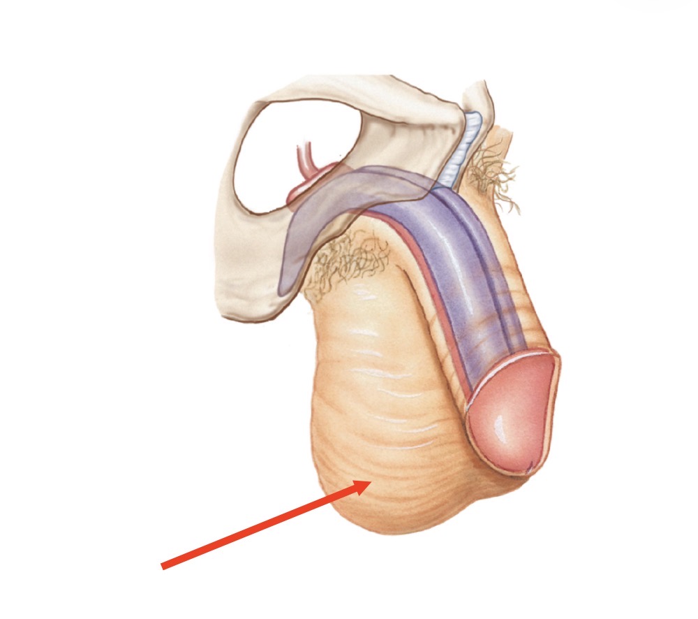 <p>Name the structure</p>