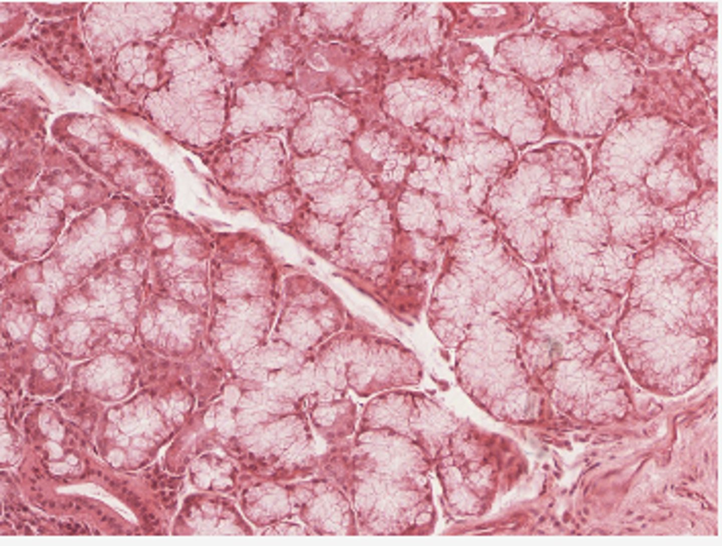 <p>Identify the organ</p>
