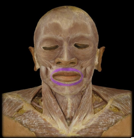 <p>closes mouth, protrudes lips</p>