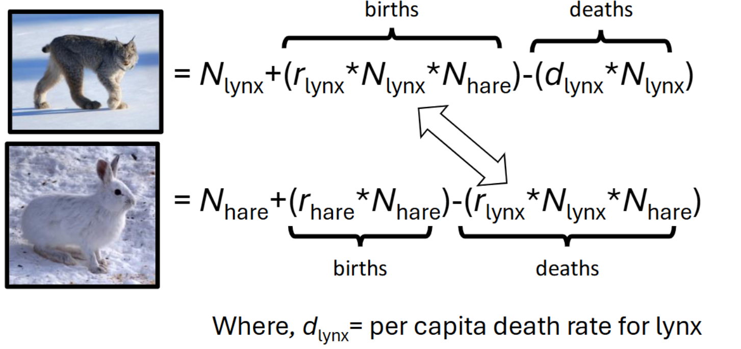 <p>Lotka-Volterra Model Assumptions: (<strong>cels) </strong></p><ul><li><p><strong>Environment does not <u>c</u>hange</strong></p></li><li><p><strong>Prey grow <u>e</u>xponentially without predators</strong></p></li><li><p><strong>No resource <u>l</u>imitations for prey </strong></p></li><li><p><strong>Predators rely on <u>s</u>ingle prey species</strong></p></li></ul><p>Formula: </p>