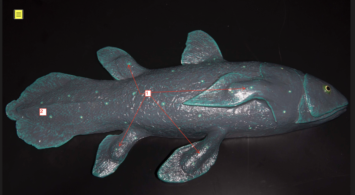<p>coelacanth</p>