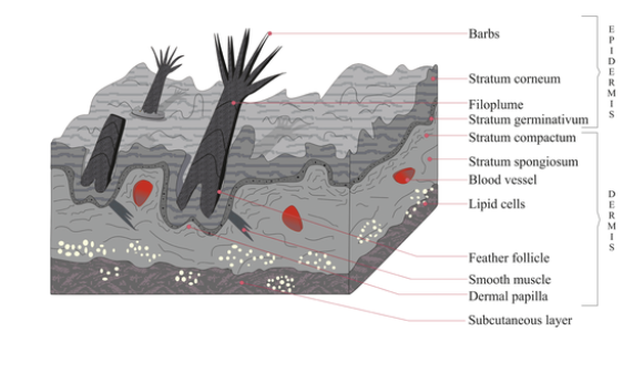 <p>Integument in Amniote Tetrapods Avian Amniotes</p>
