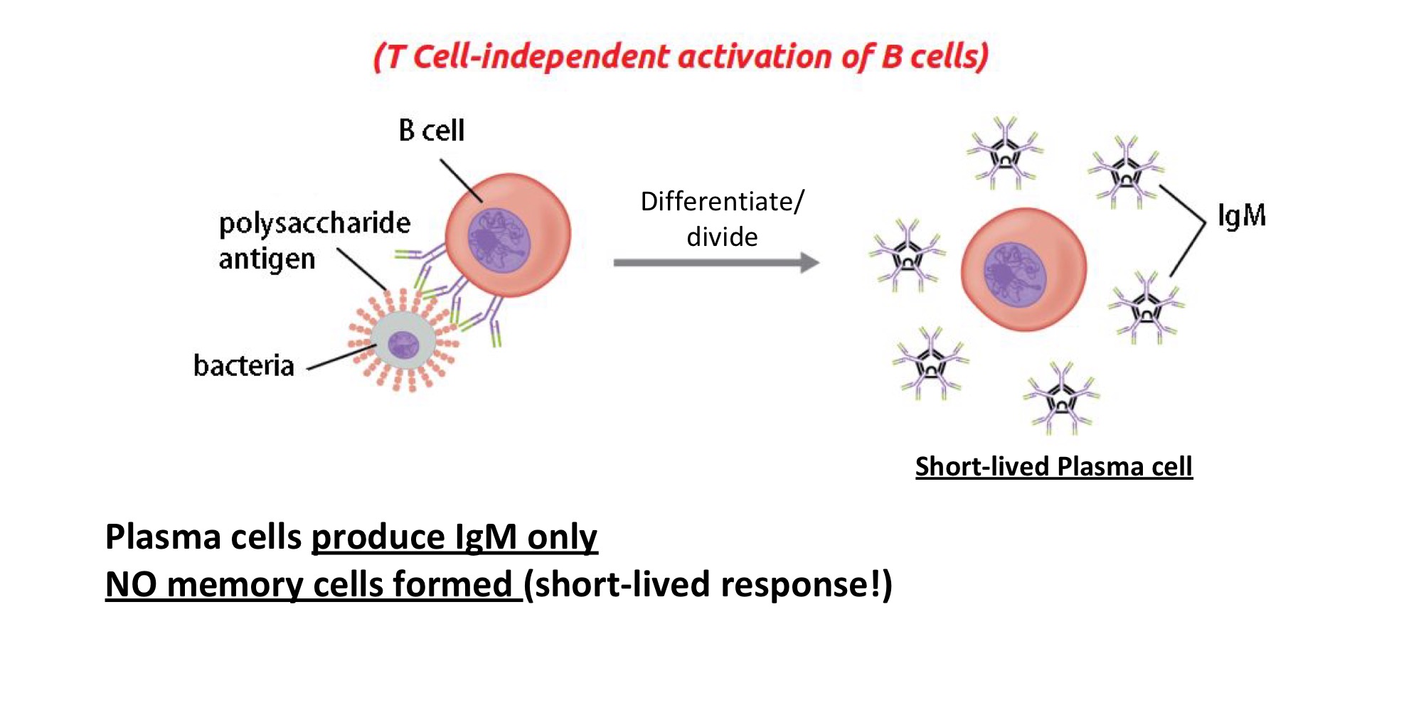 <ul><li><p><strong>Antigen binds directly to B-cell receptor → (IgD, maybe IgM) → leads to cross-linking of B-cell receptors </strong></p></li></ul><p></p><ul><li><p><strong>Directly activates the B-cell (<u>w/o any antigen presentation</u>) + differentiates into → <u>SHORT-LIVED PLASMA CELLS</u></strong></p></li></ul><p></p><ul><li><p><strong>Plasma cells produce → IgM (ONLY)</strong></p></li></ul><p></p><ul><li><p><strong>NO memory cells formed (SHORT-LIVED RESPONSE!) </strong></p></li></ul><p></p>