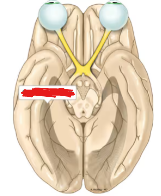 <p>A structure in the brain that transmits visual information from the LGN to the primary visual cortex.</p>