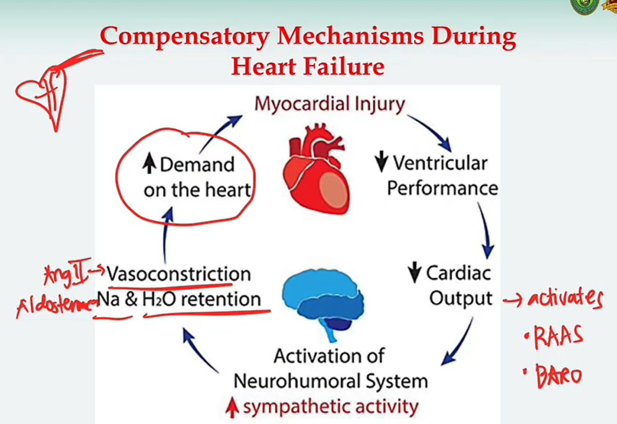 <p><strong>Compensatory Mechanisms During Heart Failure:</strong></p><p>Considered as a <strong><u>vicious cycle</u>.</strong></p>