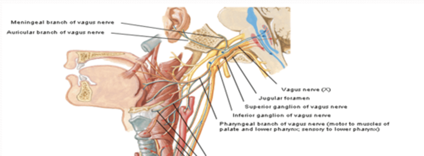 <p>What is the course and type of CN X</p>