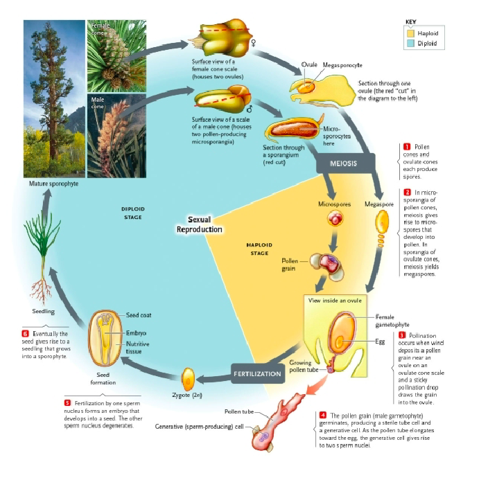 <ol><li><p>pollen cones and ovulate cones produces spores </p></li><li><p>in microsporangia of pollen cones → meiosis → microspores → pollen; ovulate cones = megaspores </p></li><li><p>pollination → pollen grain hits nar ovule on ovulate cone scale, penetrates through micropyle into 1 archegonia </p></li><li><p>pollen grain germinates → sterile tube and generative cell produced → generative cell makes 2 sperm nuclei </p></li><li><p>fertilization (2n) → 1 sperm nucleus makes an embryo → seeds</p></li><li><p>seed produced seedling → sporophyte</p></li></ol><p></p>