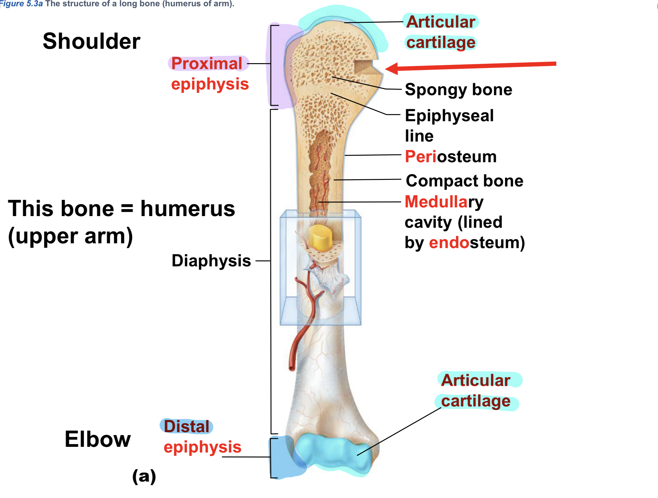 <p>Epiphyses (Gross Anatomy of LONG Bones)</p>