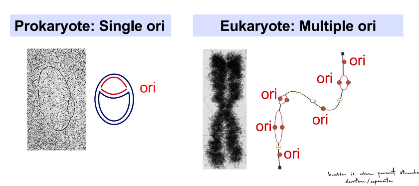<p>~6 ft of DNA, ~8 hours</p><p>__</p><p>DNA replication starts at an origin of replication (“ori”)</p><ul><li><p>at an ori, 2 strands of DNA helix are denatured</p></li></ul><p>pro- have single ori</p><p>eu- have multiple ori</p><p></p>