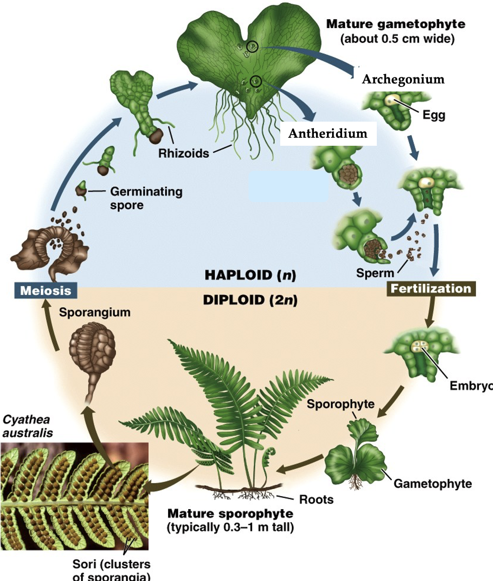 <p>Note that this is homospory</p><p>Water is required for sperm transport to the egg </p>