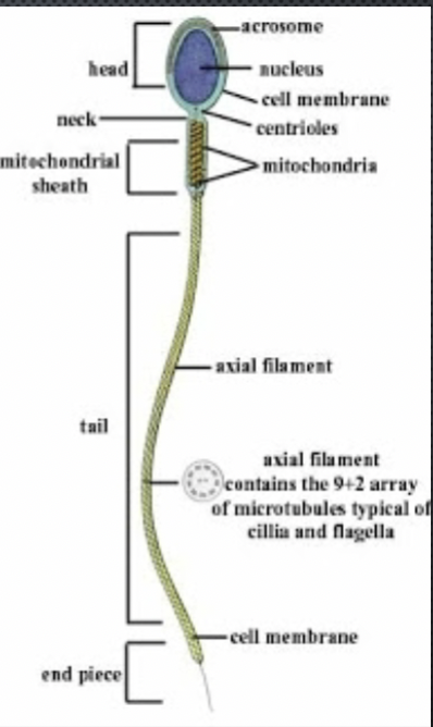 <p>middle piece + principle piece + terminal piece</p><p>self propelled flagellum</p>
