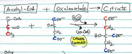 <p>Acetyl-CoA condenses with oxaloacetate to form citrate, catalyzed by _____. <span style="color: rgb(224, 100, 100);">A 2-carbon acetyl group joins with 4-carbon oxaloacetate.</span><span style="color: rgb(224, 100, 100);"> It is essentially irreversible.</span></p>