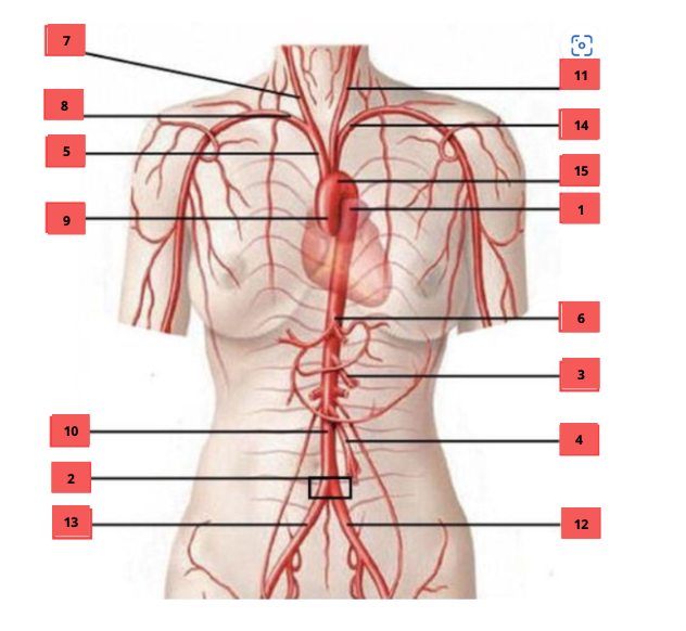<p>Benoem de juiste onderdelen van het systema cardiovasculare</p>