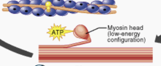 <p>First Step of the Sliding Filament Theory </p>