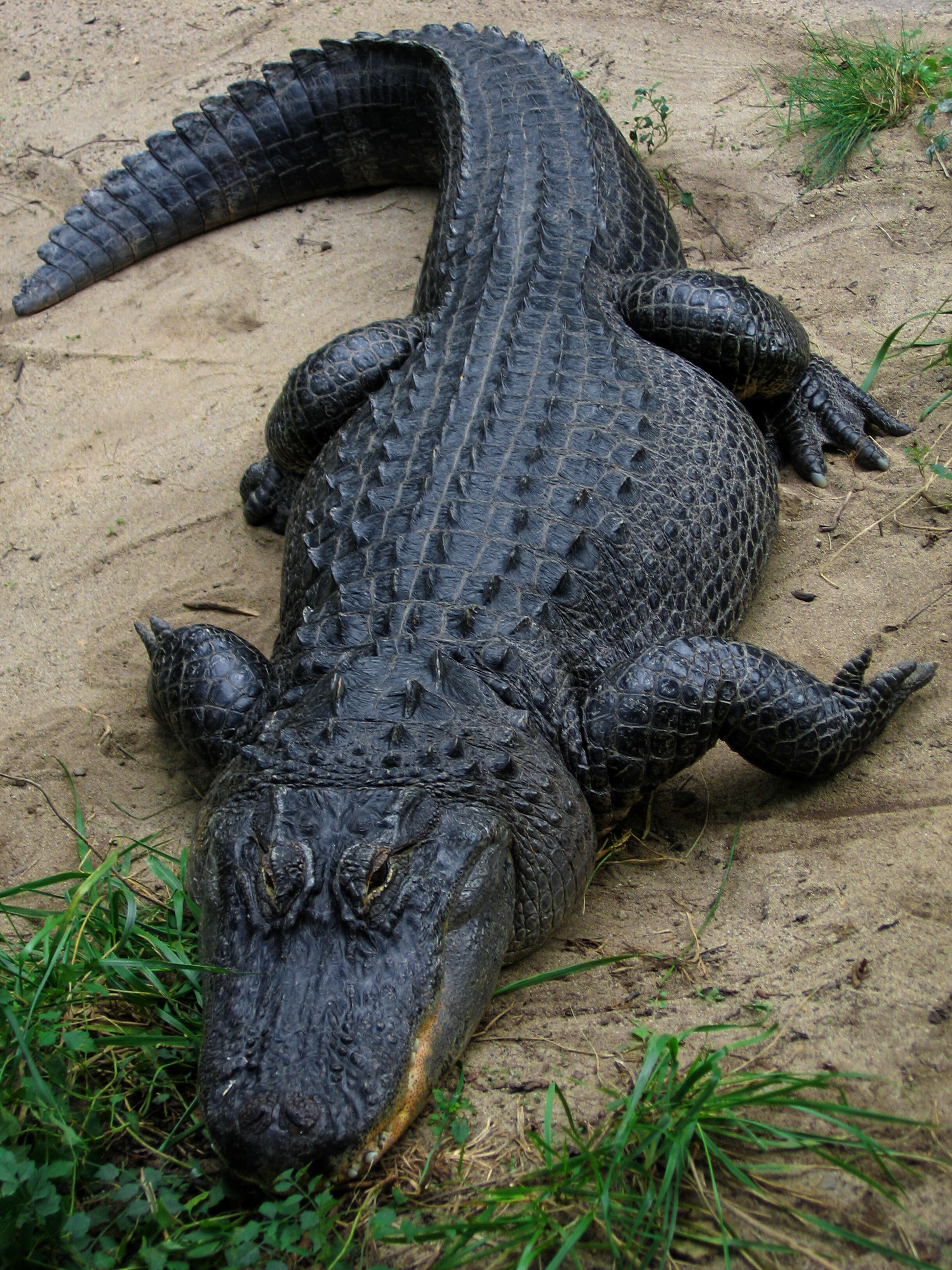 <p>Alligator mississippiensis</p><ul><li><p>Family Alligatoridae</p></li><li><p>Order Crocodylia</p></li><li><p>Subclass Archosauria</p></li><li><p>one of two crocodilians naturally in NA (other is American Crocodile)</p></li></ul><p></p>