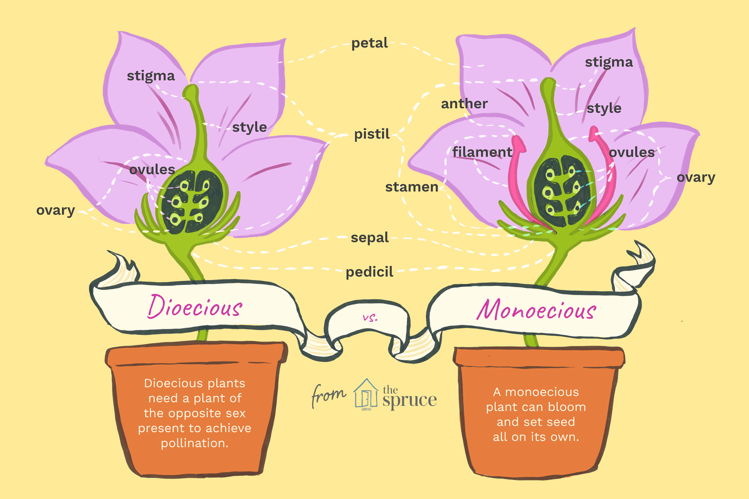 <p>an individual plant has exclusively micropsorangia OR megasporangia </p>