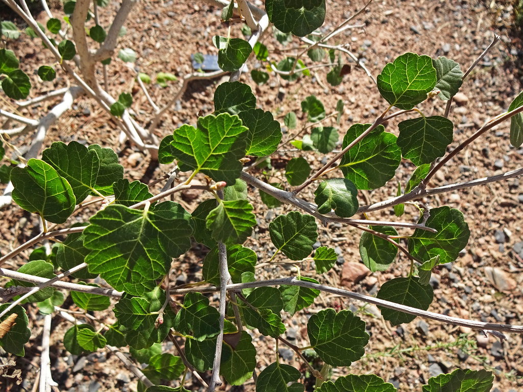 <p>Single-leaved Skunkbush / Rhus aromatica var. simplicifolia</p>