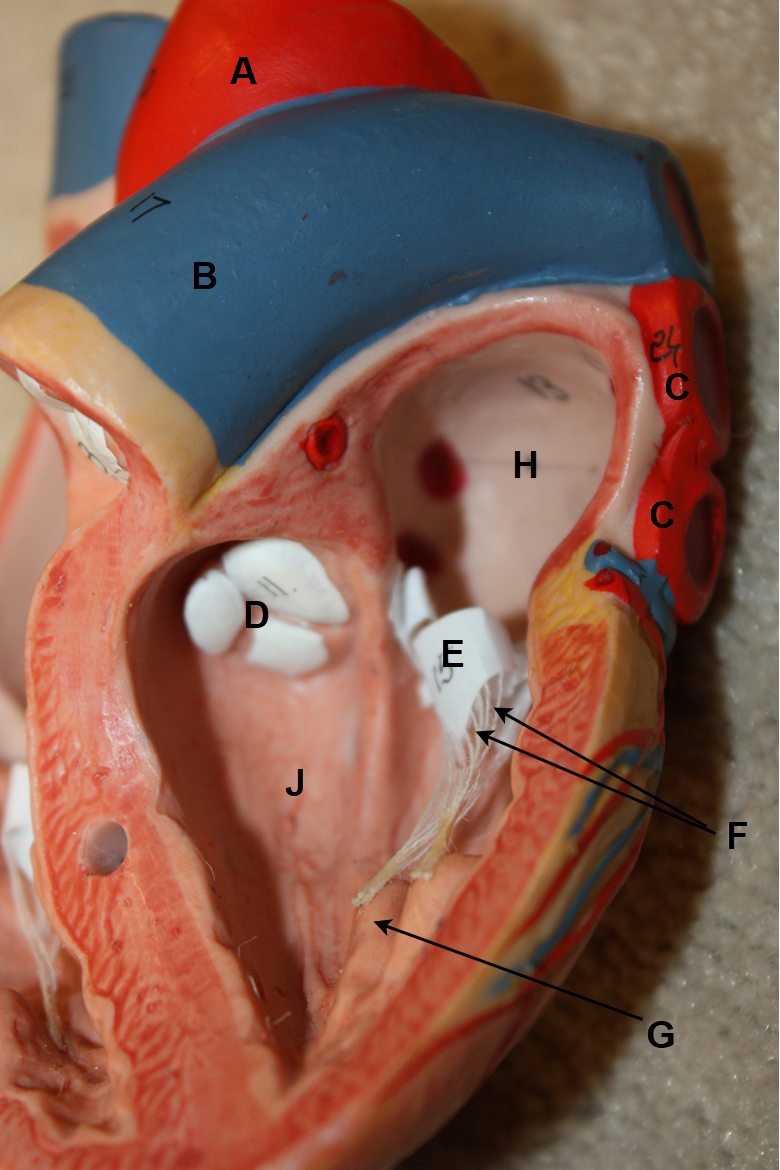 <p>I<span>n the images above and below, identify blood vessels A, B, and C; structures D, E, F, and G; and chambers H and J. &nbsp;(There is no letter I.)</span></p>