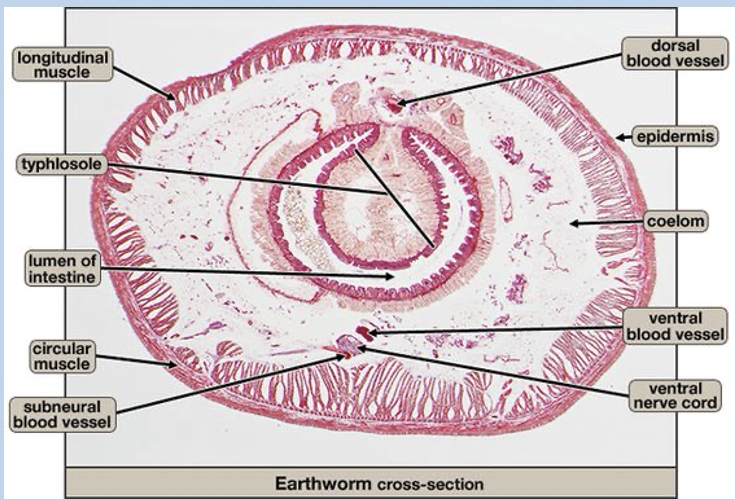 <p>This cross section shows coelom, U-shaped intestine, and 2 sets of muscles for locomotion</p><p>Important parts are the circular muscles, longitudinal muscles, and coelom </p>