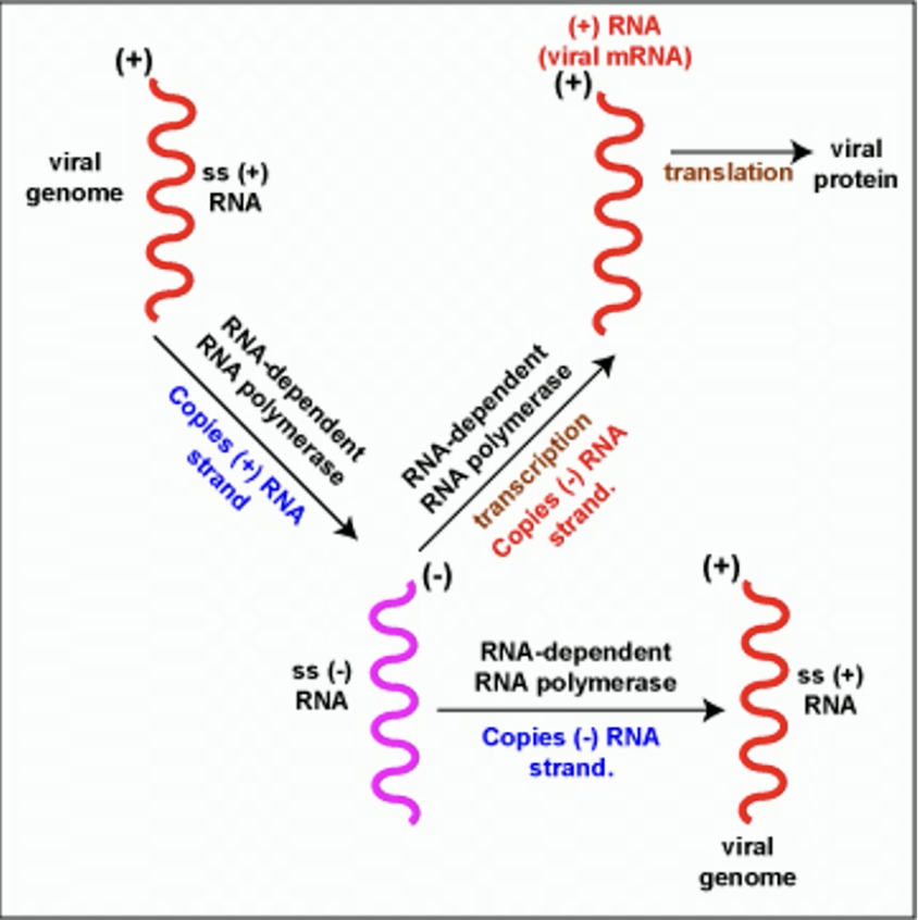 <p>RNA-dependent RNA polymerase is used to make the (-) strand. Then, those strands are transcribed and translated</p>