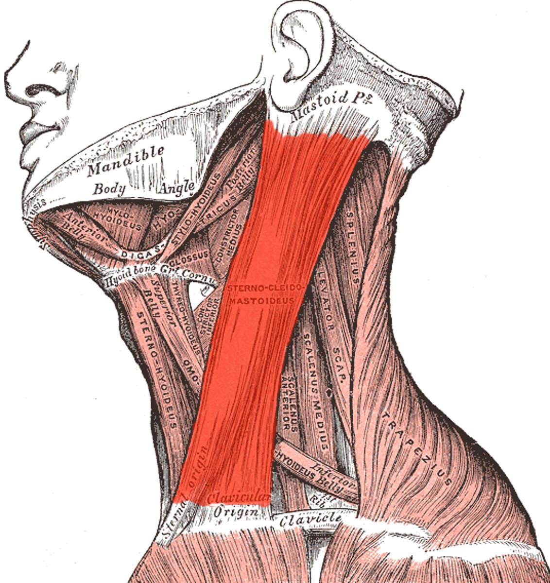 <p>Flexes and laterally rotates the head</p>