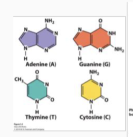 <p><strong>DNA assembles into larger structures: </strong><br><br><strong>MONOMERS</strong></p>