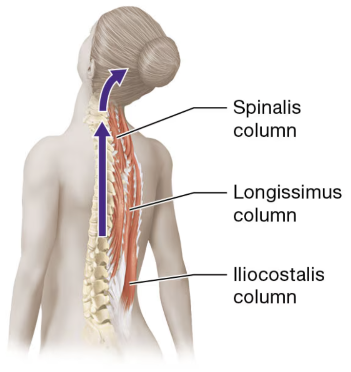 <p>semispinalis group (semispinalis captis, cervicis, and thoracis)</p>