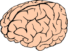 <p>brain</p>