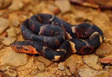 <p><span>dark diagonal stripe from the eye to the jaw and a light belly with distinct dark, rectangular, or mottled reddish markings</span></p>