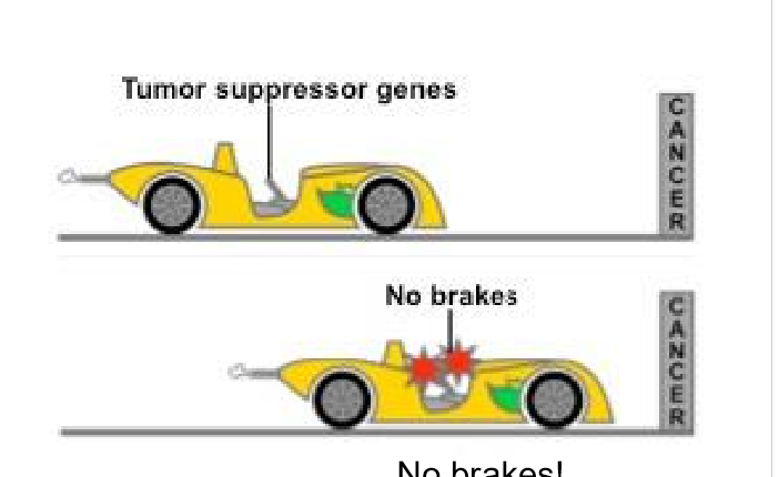 <p>What are tumor suppressor genes</p>