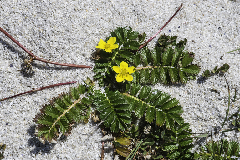<p>Potentilla anserina</p>