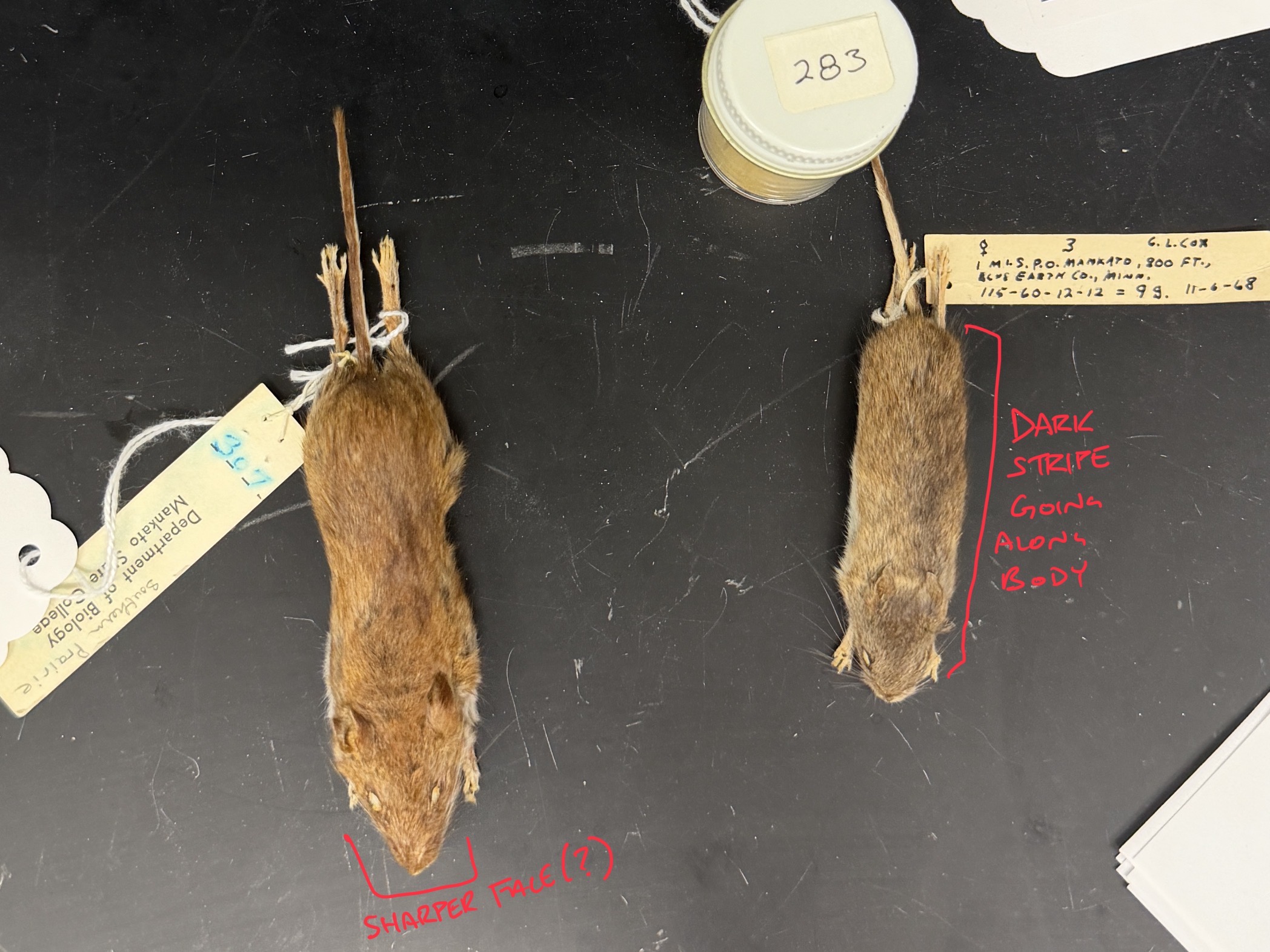<p>Cricetidae, genus Peromyscus</p>