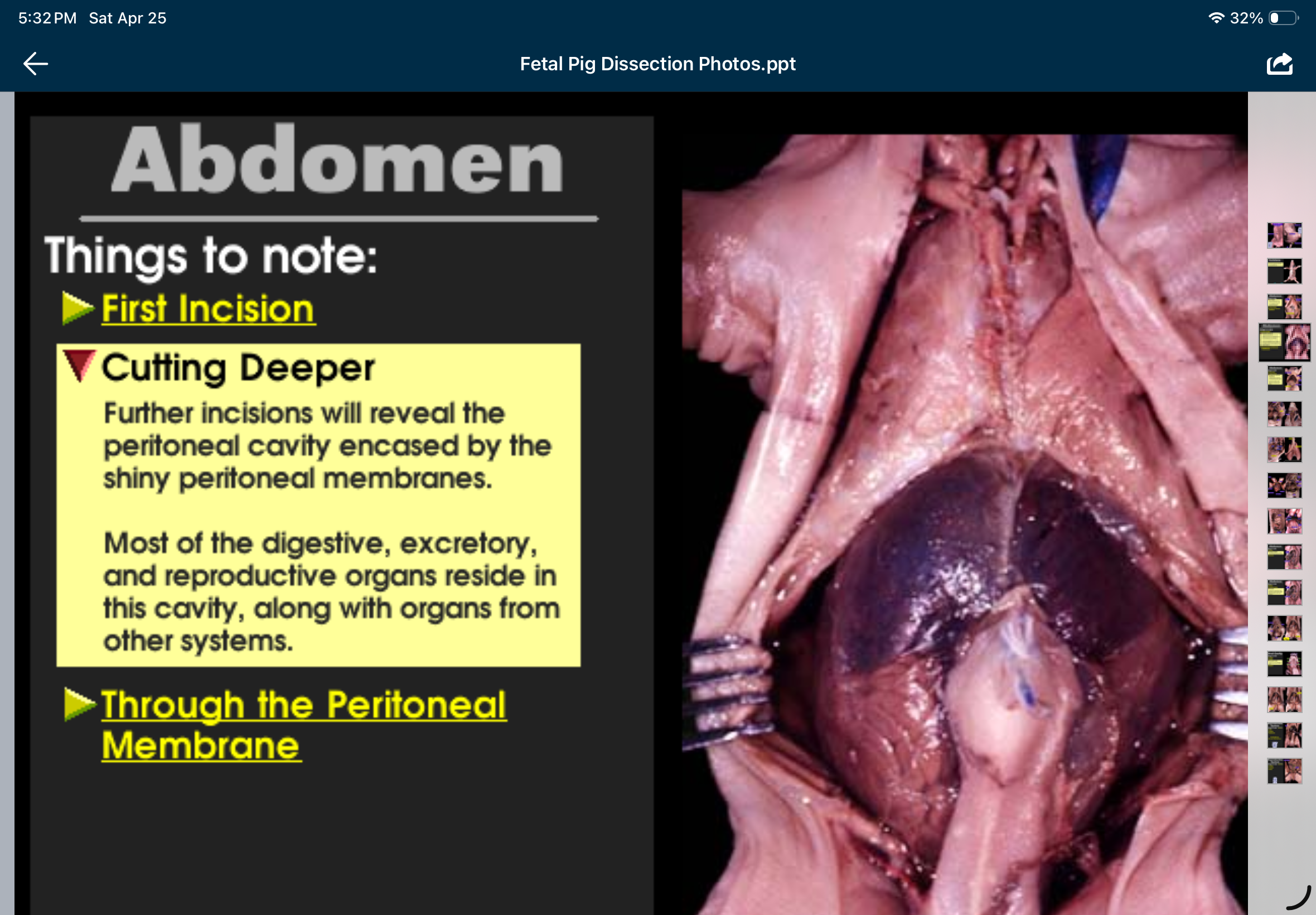 knowt flashcard image