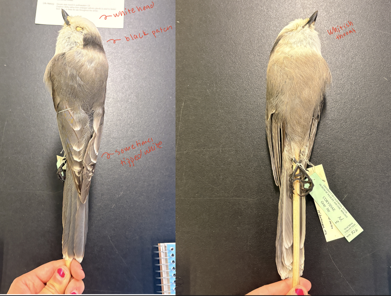 <p>Canada Jay</p><p>Order: Passeriformes</p><p>Family: Corvidae</p><p>Habitat: Coniferous forests</p><p>Life History:</p><p>Occurs year-round in northwestern CA</p><p>Copious sticky saliva from enlarged salivary glands is used to fasten food items in trees for use throughout the winter</p>