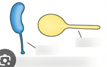 <p>“golf clubs” /// “tadpoles”</p><p>“stalk” /// “hypha”</p>