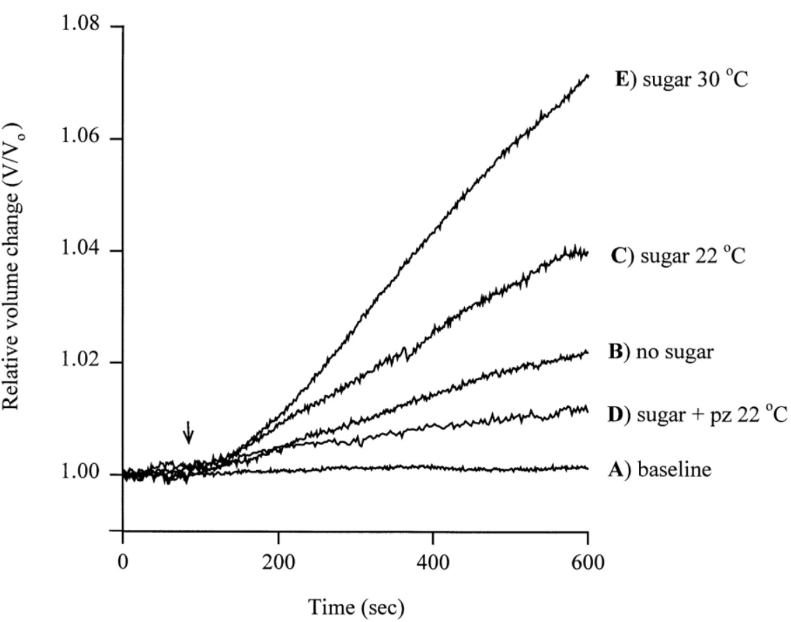 <p><span style="background-color: transparent;">Sugar-induced water transport through human SGLT1 expressed in Xenopus laevis oocytes. Representative recordings show relative oocyte volume </span></p><p><span style="background-color: transparent;"> as a function of time. The arrow indicates the change in external solution. The baseline trace (A) remained stable before sugar application. In the absence of sugar (B), only a small background increase in volume was observed. Addition of transported sugar stimulated oocyte swelling at 22°C (C), whereas inclusion of the SGLT inhibitor phlorizin (pz) markedly reduced the sugar-induced response (D). Increasing the temperature to 30°C enhanced the rate of sugar-induced swelling (E). These findings demonstrate temperature-dependent, phlorizin-sensitive water influx associated with Na⁺–sugar cotransport by human SGLT1.</span></p><p><span style="background-color: transparent;">A. by means of kidney function inhibition</span></p><p><span style="background-color: transparent;">B. as a function of SGLT leakage</span></p><p><span style="background-color: transparent;">C. by coupling the Na+ with Cl- and creating osmosis via water channels</span></p><p><span style="background-color: transparent;">D. by means of coupled Cl- (chloride) uptake</span></p>