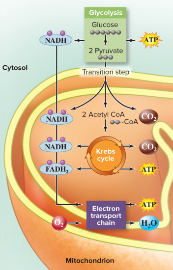 <p>Cellular respiration overview</p>